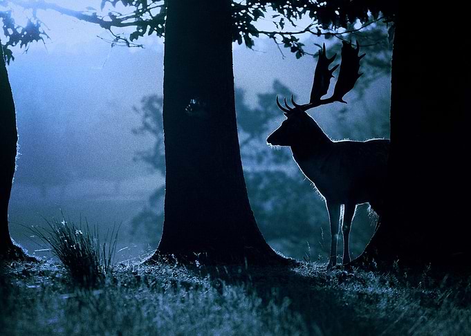 Deer