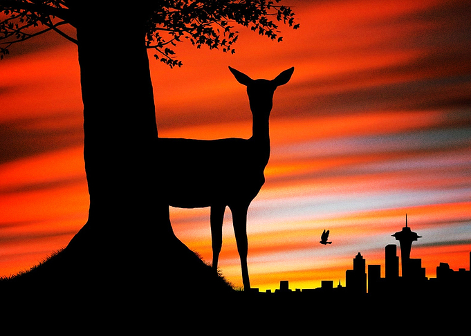 Deer