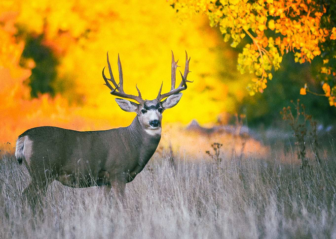Deer