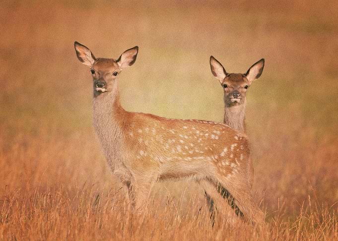 Deer