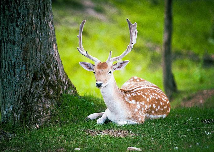 Deer