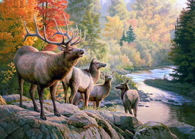 Deer
