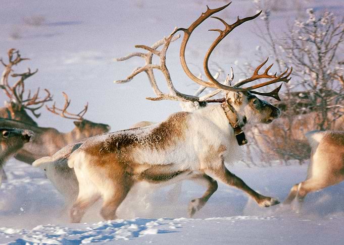 Deer