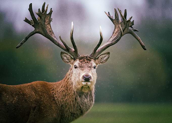Deer