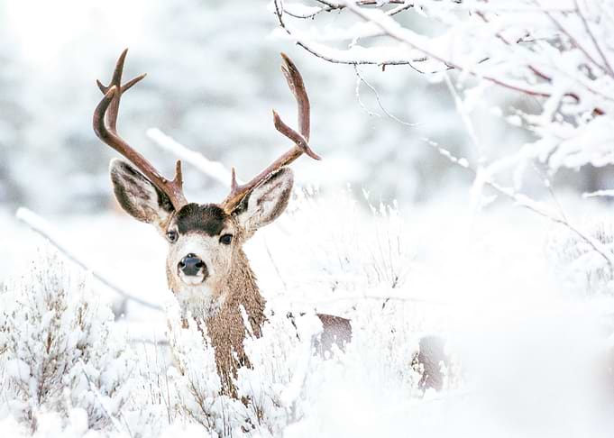 Deer