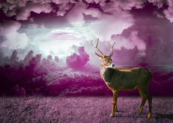 Deer
