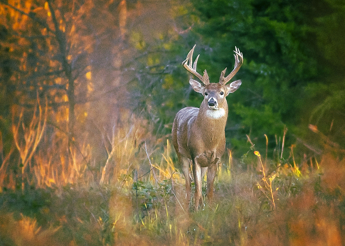 Deer
