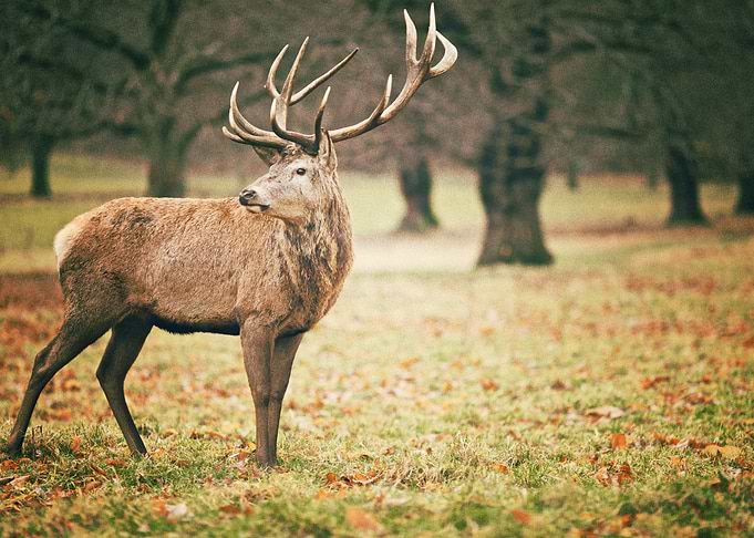 Deer
