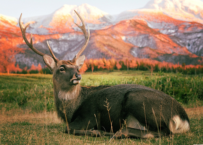 Deer