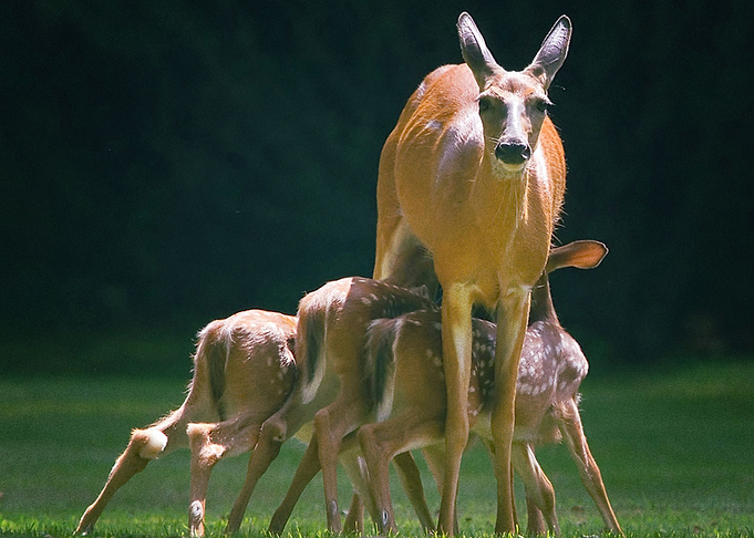 Deer