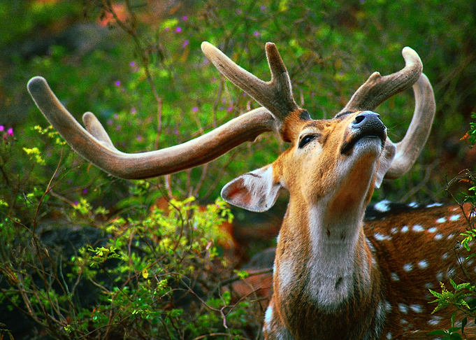 Deer