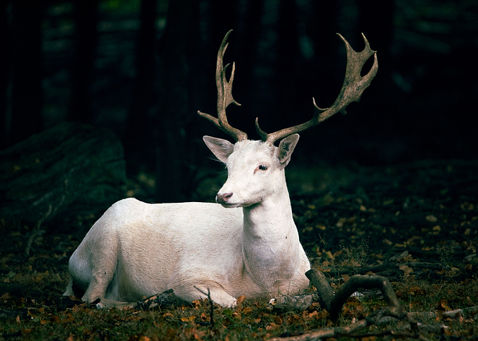 Deer