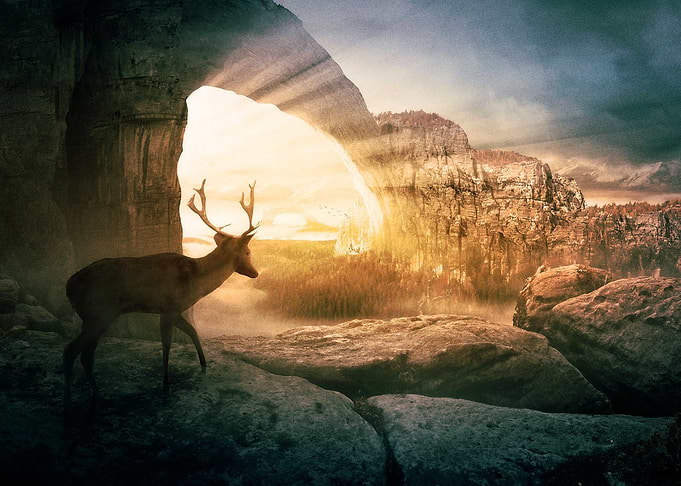 Deer