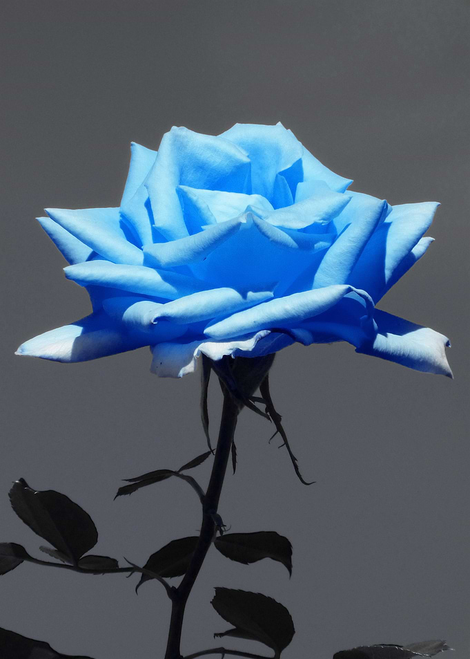 Rose lightblue ck