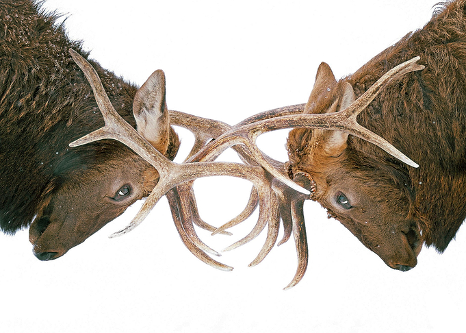 Deer