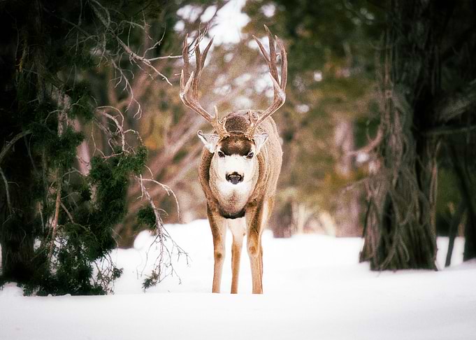 Deer