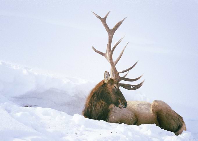 Deer