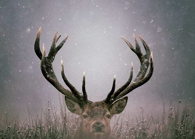 Deer