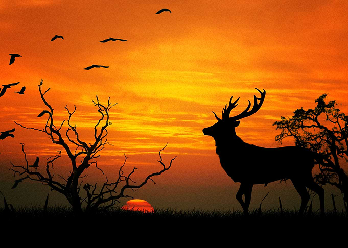 Deer