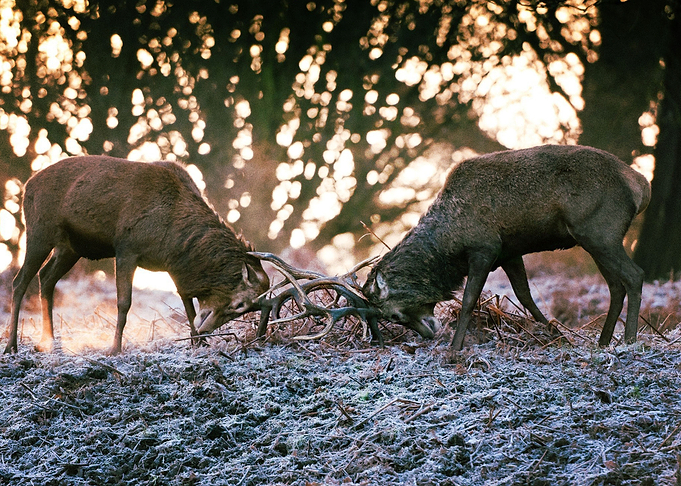 Deer