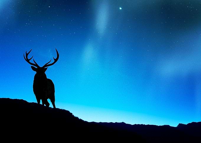 Deer