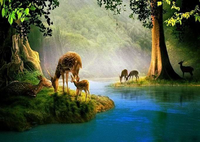 Deer