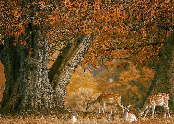 Deer