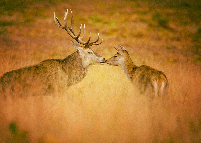 Deer