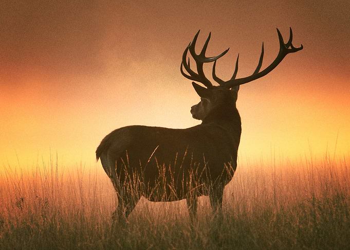 Deer