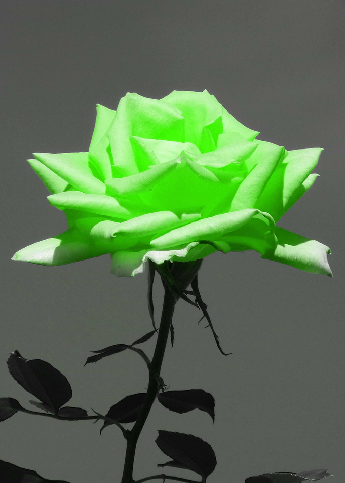 Rose lightgreen ck