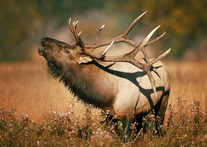 Deer
