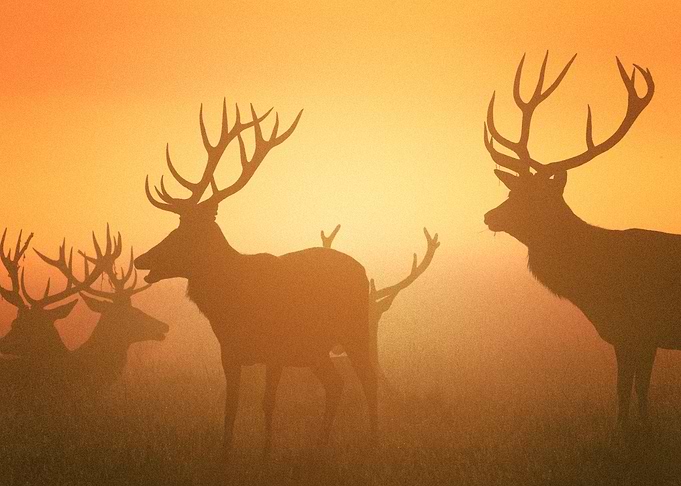 Deer