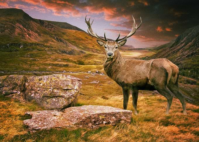 Deer