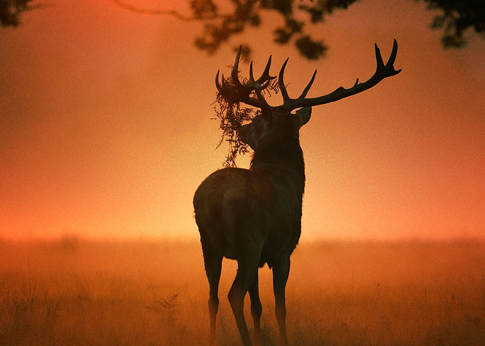 Deer