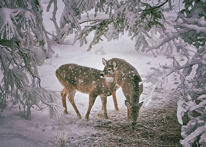 Deer