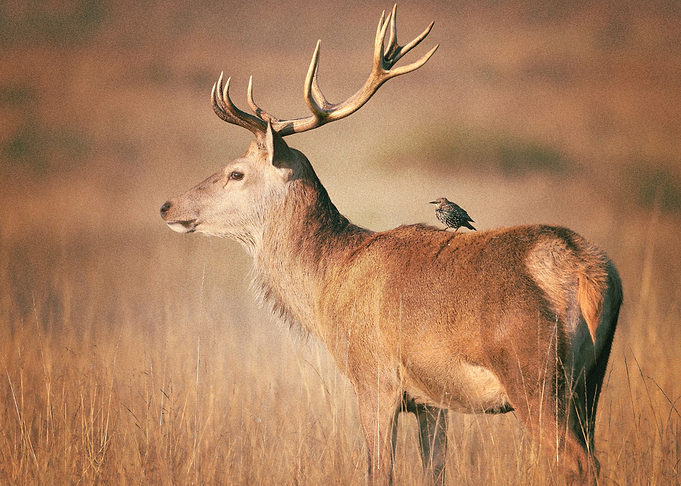 Deer