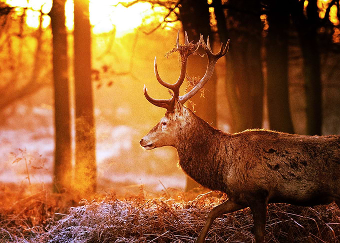 Deer