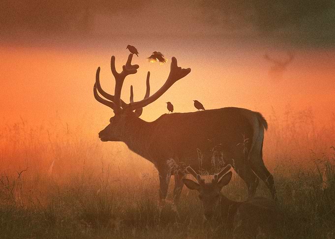 Deer