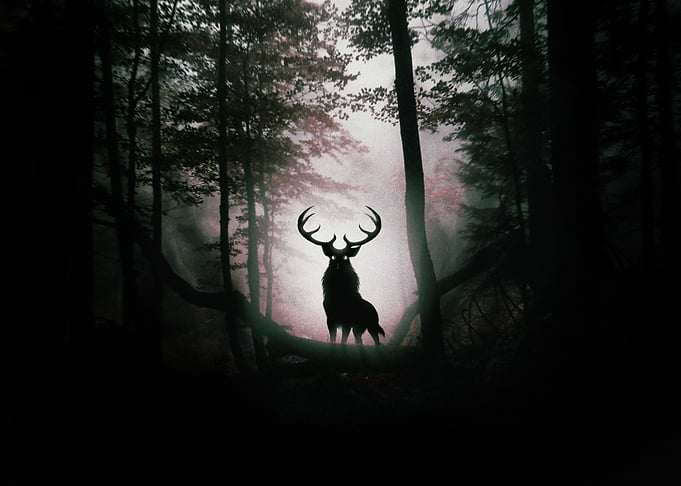 Deer