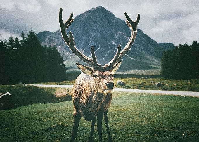 Deer