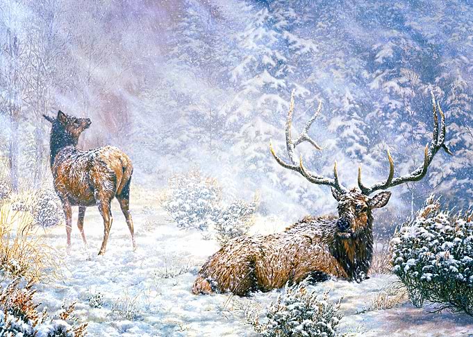 Deer