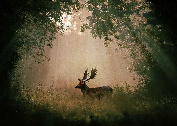Deer
