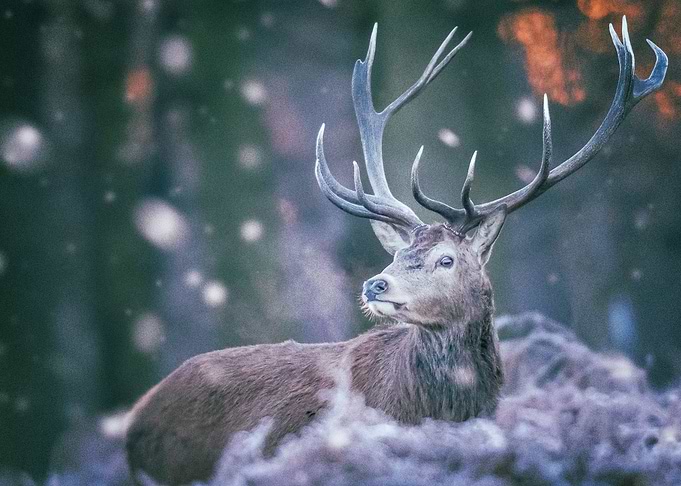 Deer