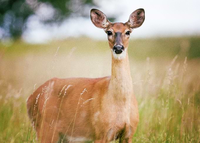 Deer