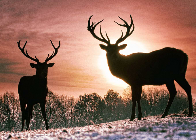 Deer