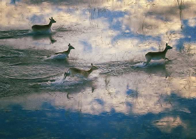 Deer