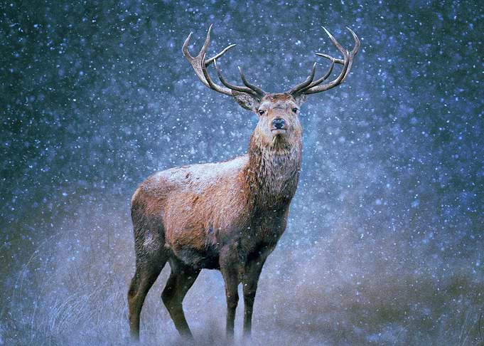 Deer