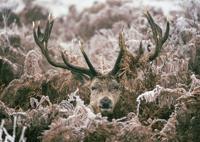 Deer