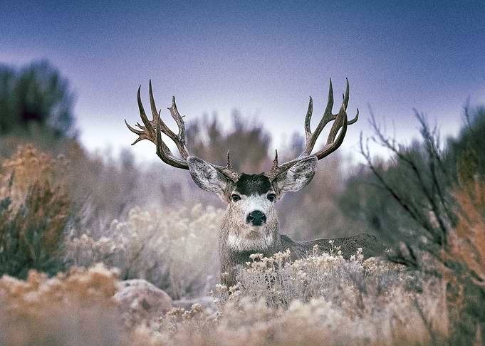 Deer