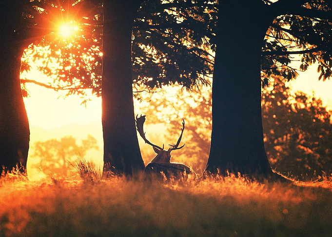 Deer